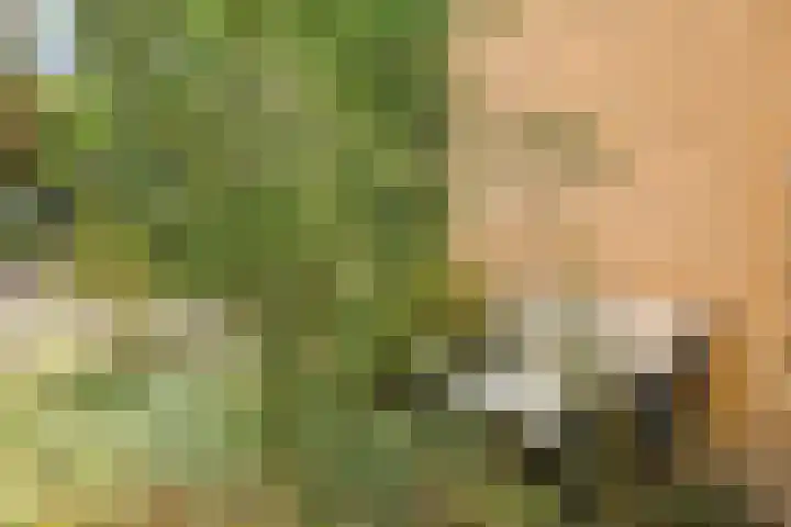 Looërmark 38 Bathmen thumbnail 32