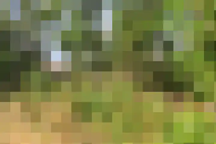 Looërmark 38 Bathmen thumbnail 34