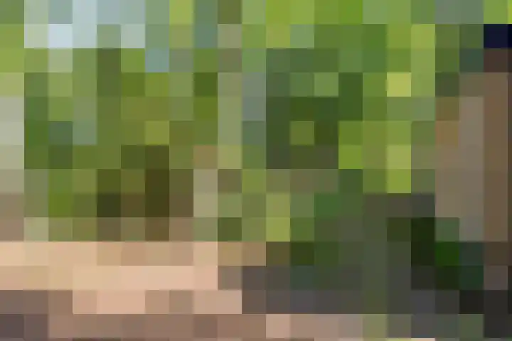 Looërmark 38 Bathmen thumbnail 4