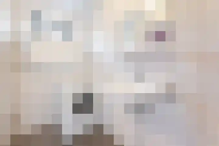 Looierstraat 7 Velp thumbnail 15