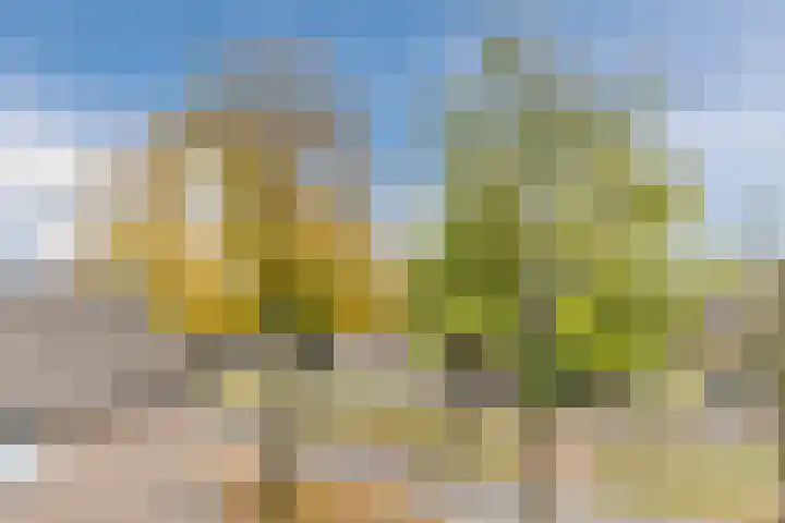 Looiersveld 24 Rijen thumbnail 20