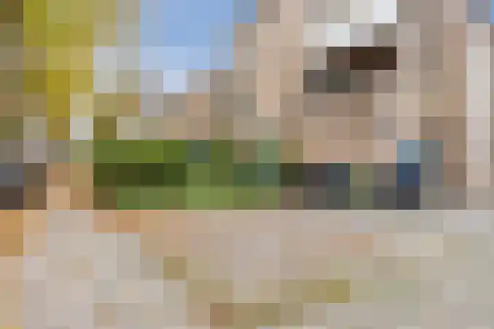 Looiersveld 24 Rijen thumbnail 26