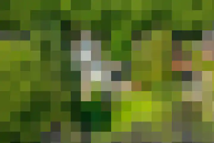 Loolaan 12 Doetinchem thumbnail 13