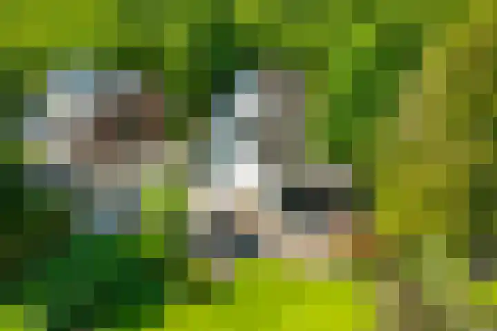 Loolaan 12 Doetinchem thumbnail 14