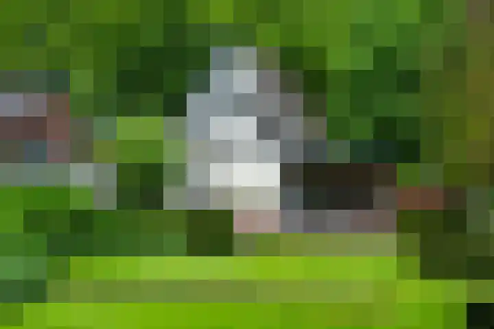 Loolaan 12 Doetinchem thumbnail 65