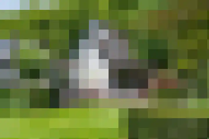 Loolaan 12 Doetinchem thumbnail 68