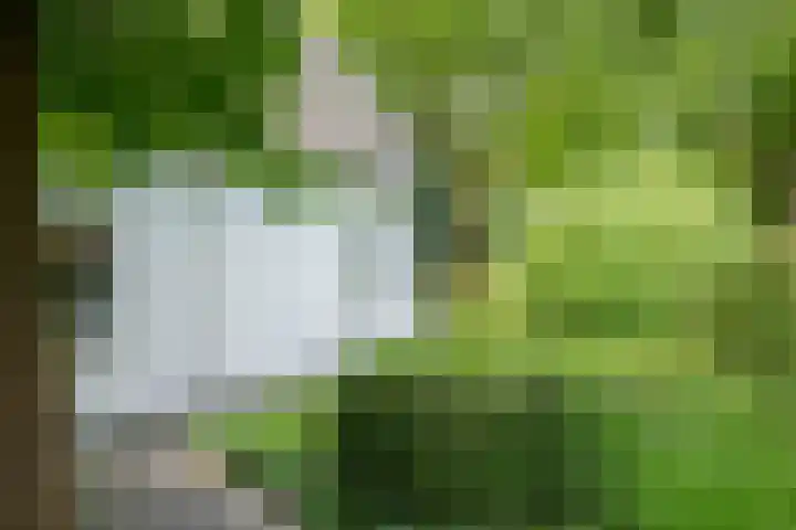Loolaan 12 Doetinchem thumbnail 80