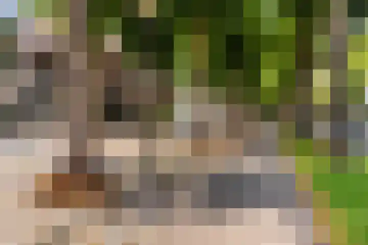 Loolaan 41 20 Apeldoorn thumbnail 27