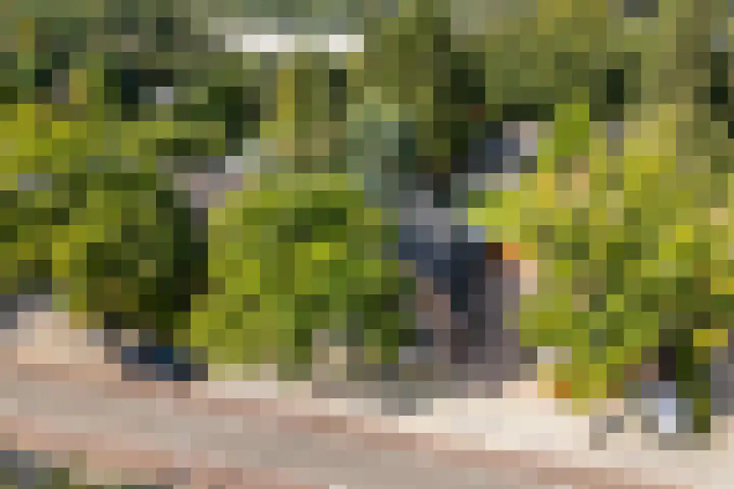 Loolaan 51 Driebergen-Rijsenburg thumbnail 44