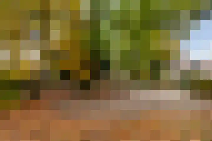 Loolaan 524 Apeldoorn thumbnail 29