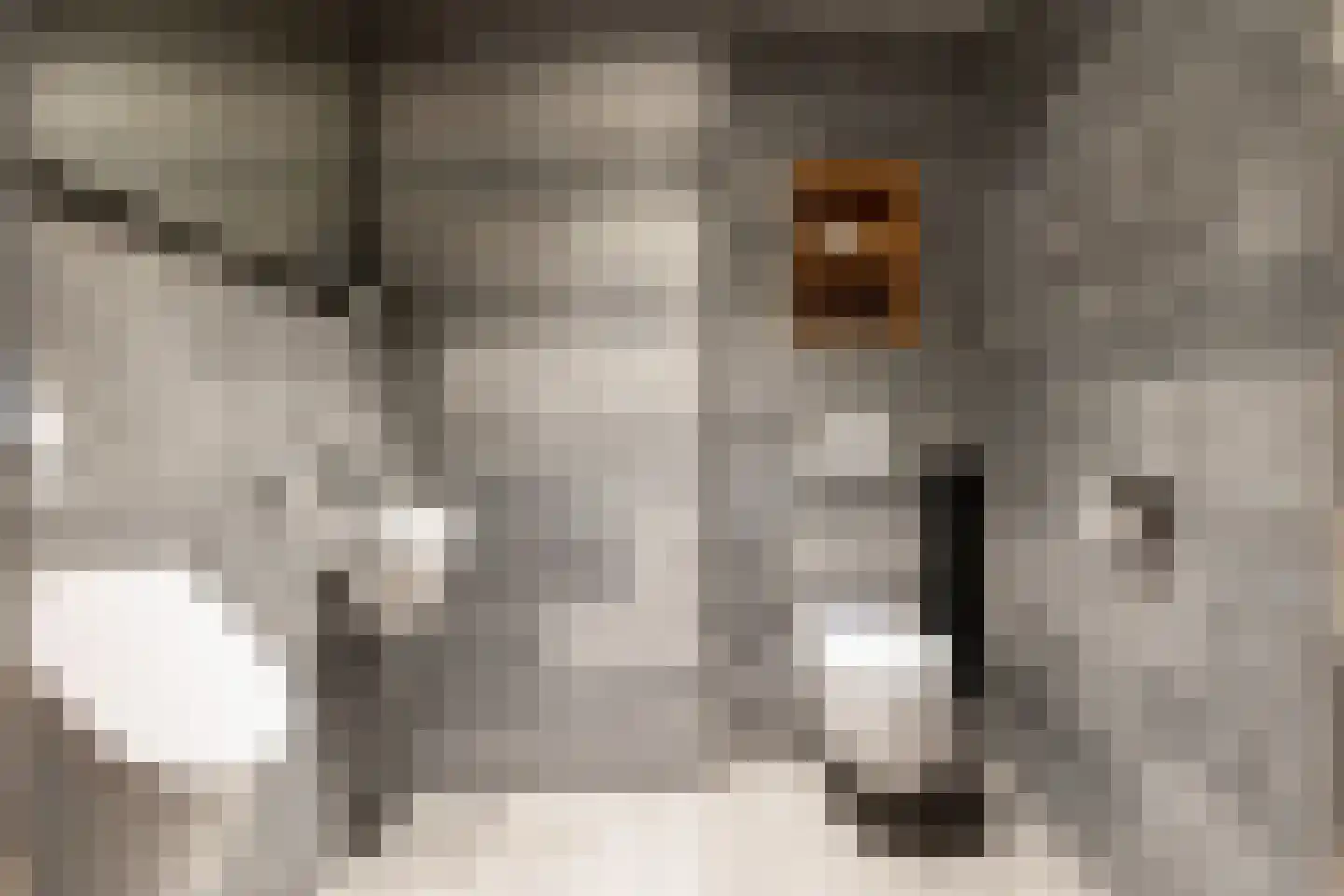 Loolaan 57 A Apeldoorn thumbnail 38