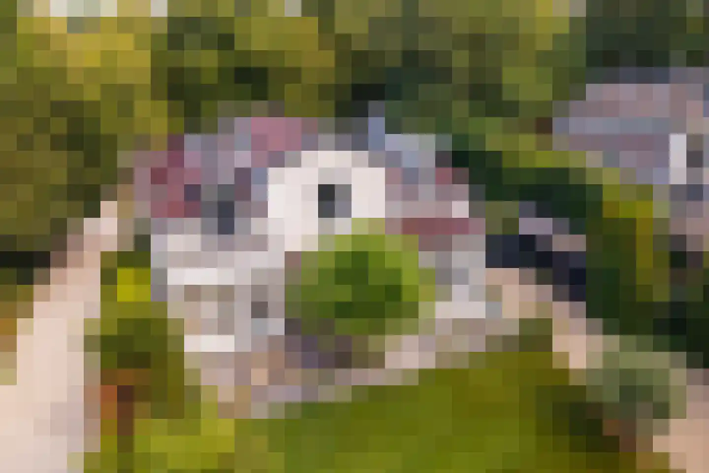 Loolaan 73 Apeldoorn thumbnail 59