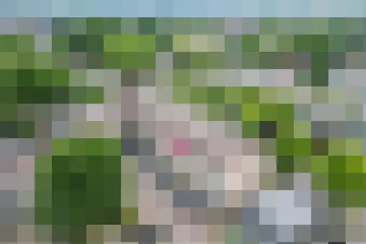 Loolaan 8 H Apeldoorn thumbnail 36