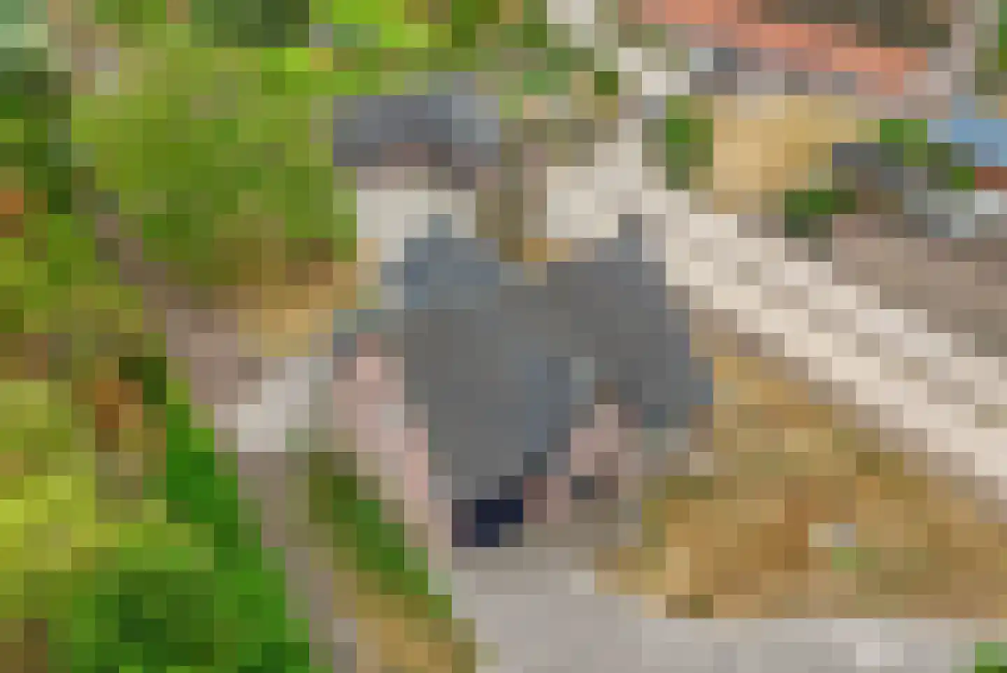 Loon 44 Liessel thumbnail 67