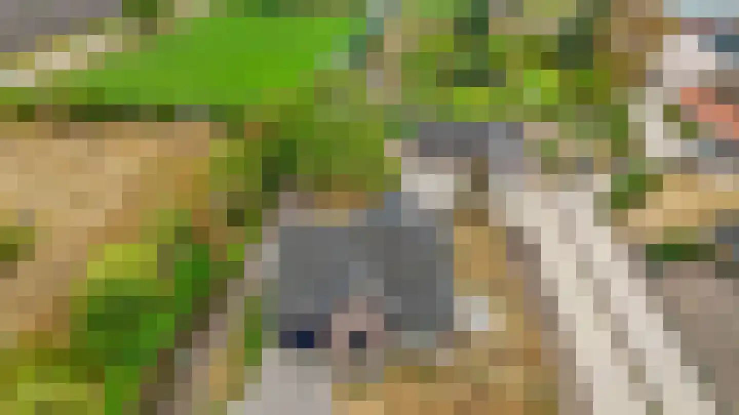 Loon 44 Liessel thumbnail 71