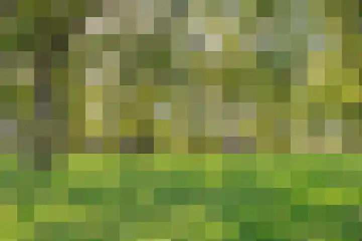 Loonderweg 48 Waalre thumbnail 38