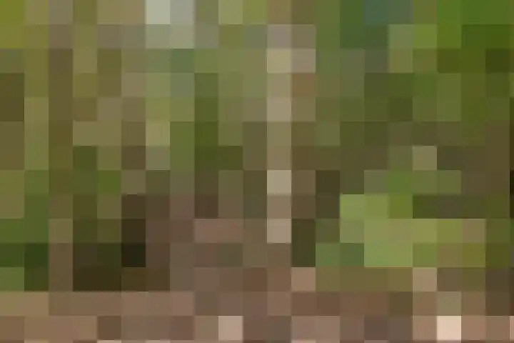 Loonderweg 48 Waalre thumbnail 40