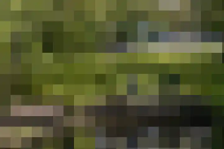 Loonsestraat 12 Nuland thumbnail 38