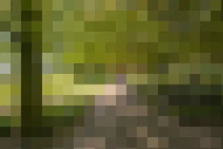 Loonsestraat 12 Nuland thumbnail 7