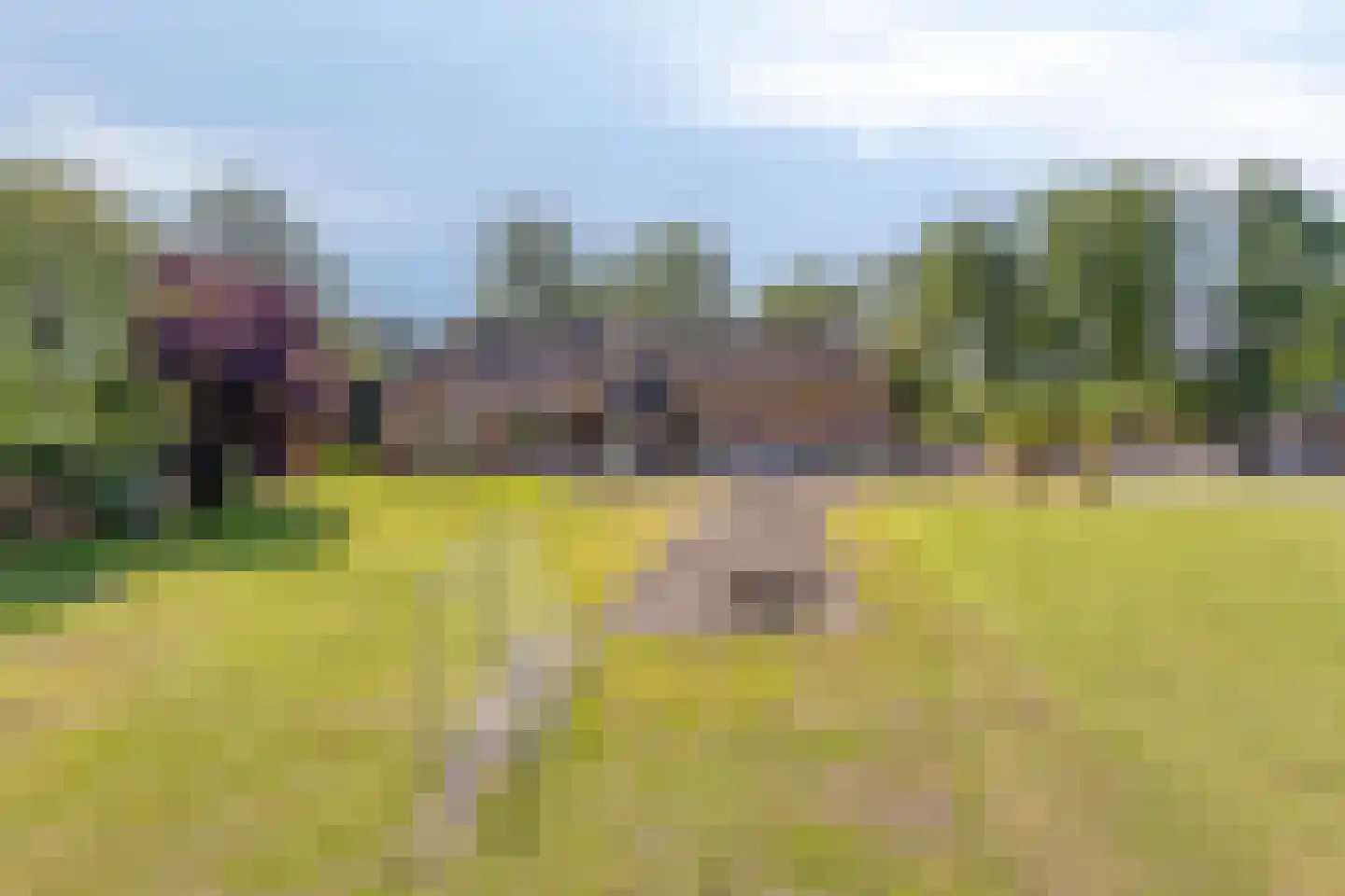 Loosbroekseweg 54 Nistelrode thumbnail 5