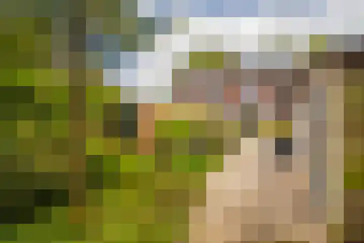 Loostraat 44 a Loo Gld thumbnail 30
