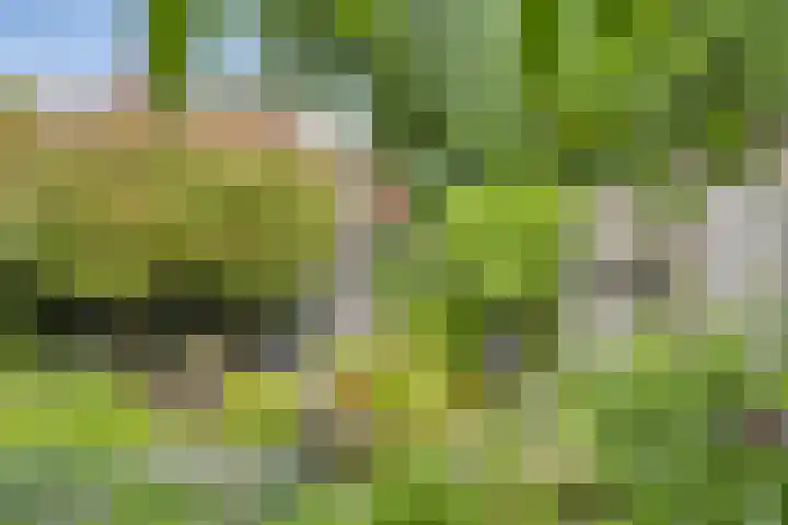 Loostreeplaan 42 Someren thumbnail 32