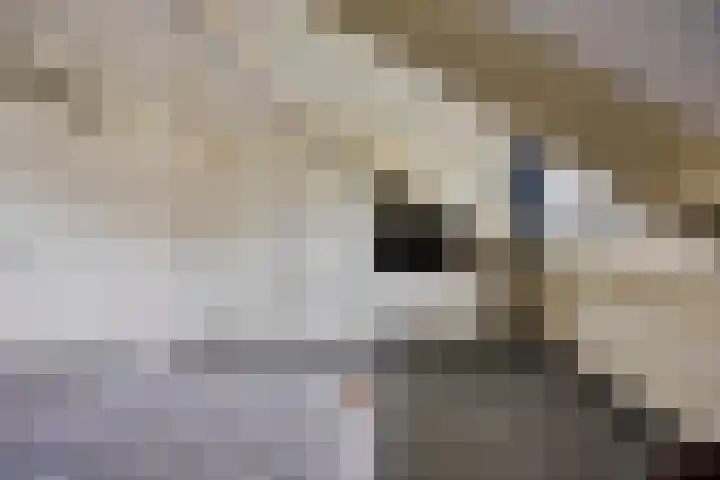 Loowaard 24 Almelo thumbnail 27