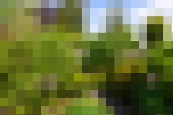 Looweg 13 Harreveld thumbnail 39