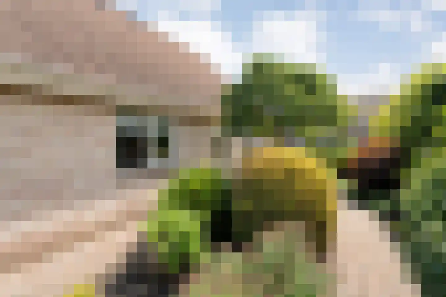 Loozermars-Zuid 23 Gramsbergen thumbnail 54