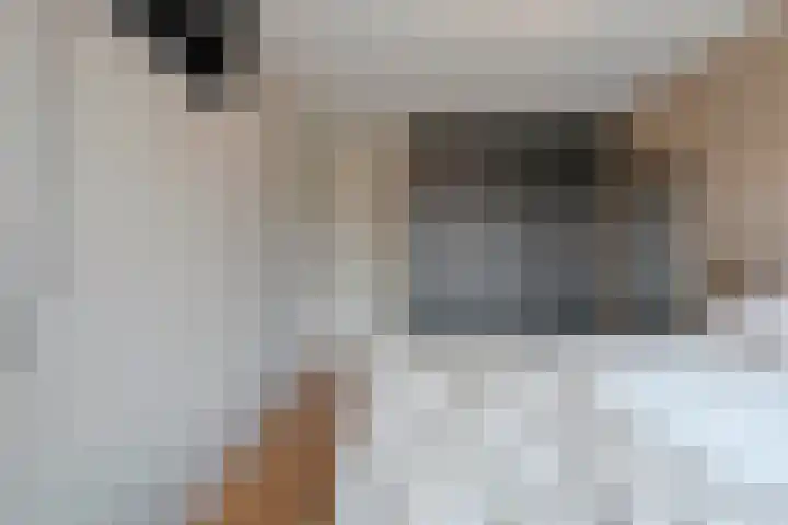 Loozermars-Zuid 44 Gramsbergen thumbnail 25