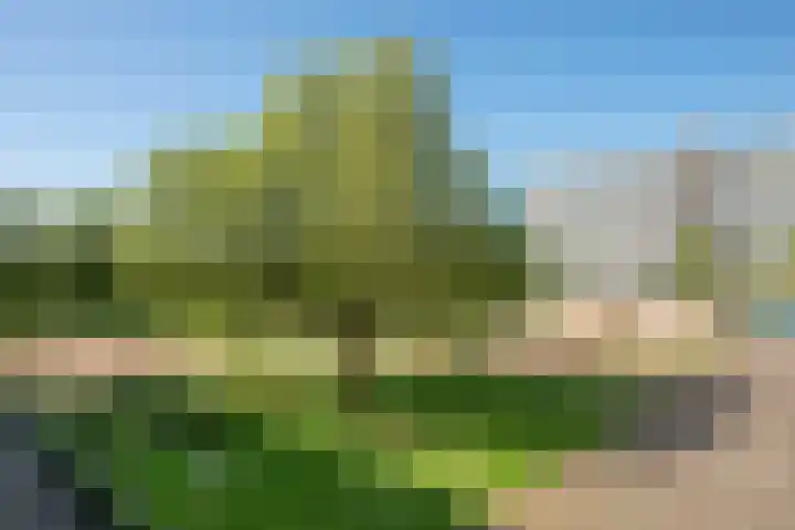 Loplein 39 Arnhem thumbnail 13