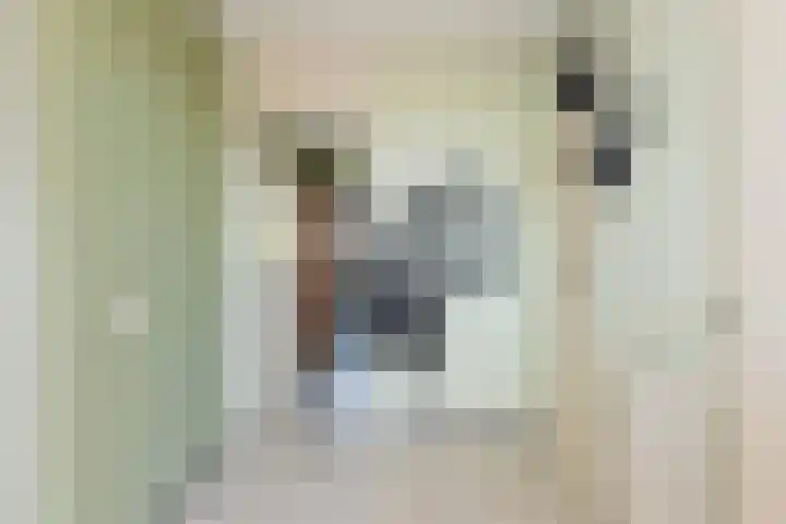 Loplein 69 Arnhem thumbnail 5