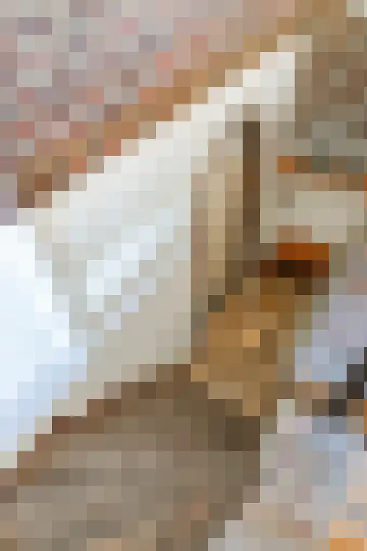 Lorbaan 14 Veulen thumbnail 21