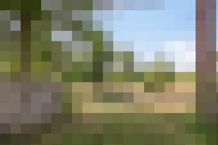 Lorbaan 14 Veulen thumbnail 4