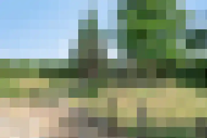 Lorbaan 14 Veulen thumbnail 55