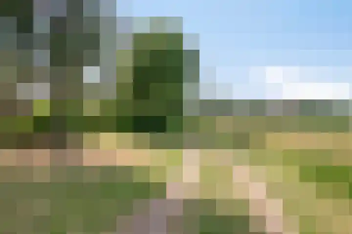 Lorbaan 14 Veulen thumbnail 56