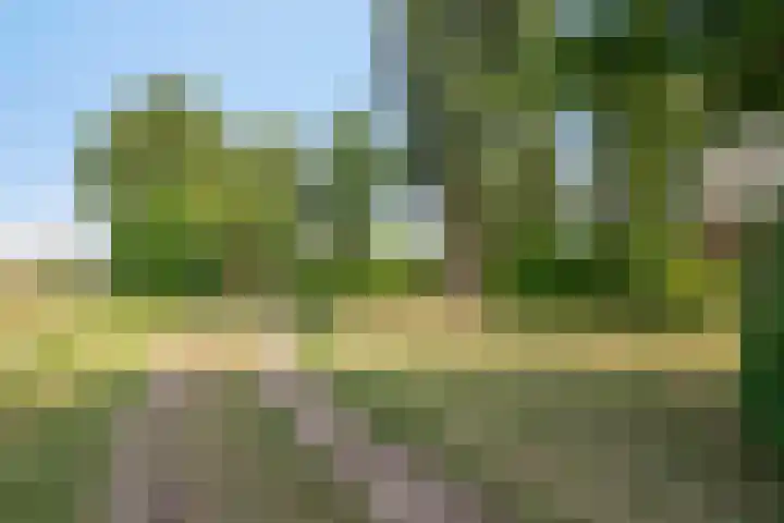 Lorbaan 14 Veulen thumbnail 57