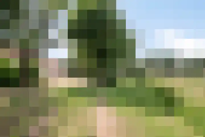 Lorbaan 14 Veulen thumbnail 58