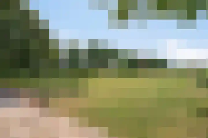Lorbaan 14 Veulen thumbnail 60
