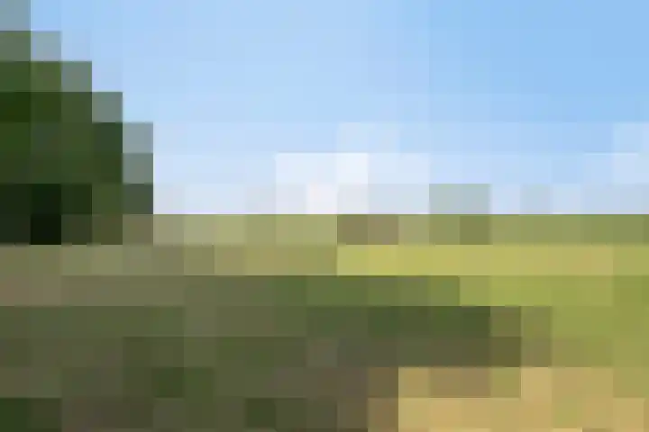 Lorbaan 14 Veulen thumbnail 62