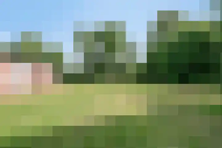 Lorbaan 14 Veulen thumbnail 64