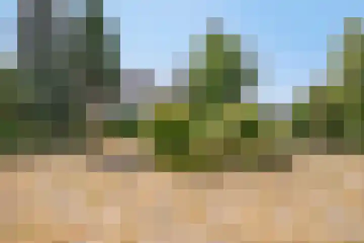 Lorbaan 14 Veulen thumbnail 7