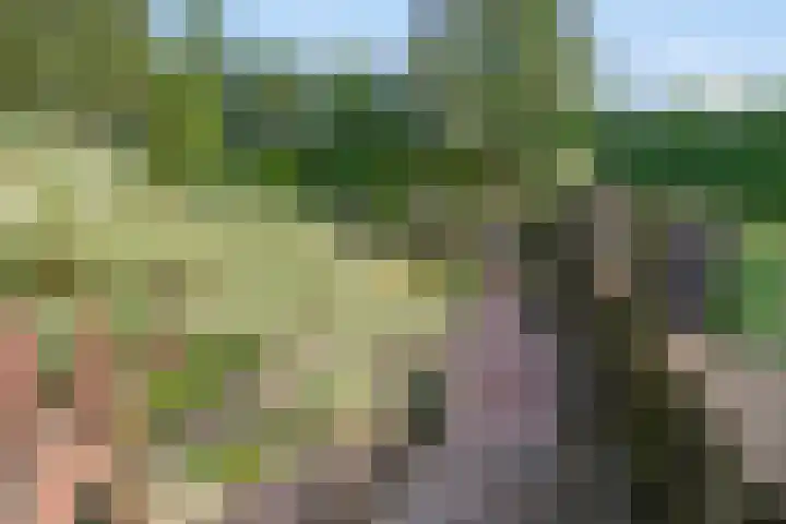 Lorbaan 14 Veulen thumbnail 74
