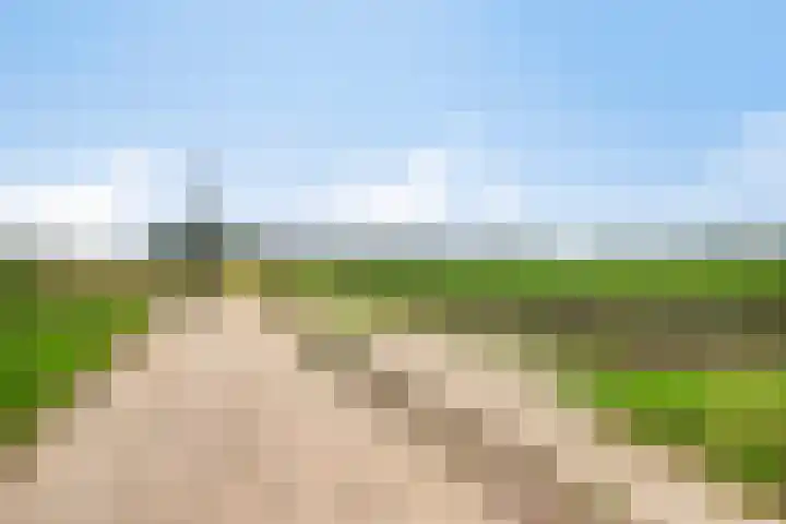 Lorbaan 14 Veulen thumbnail 81