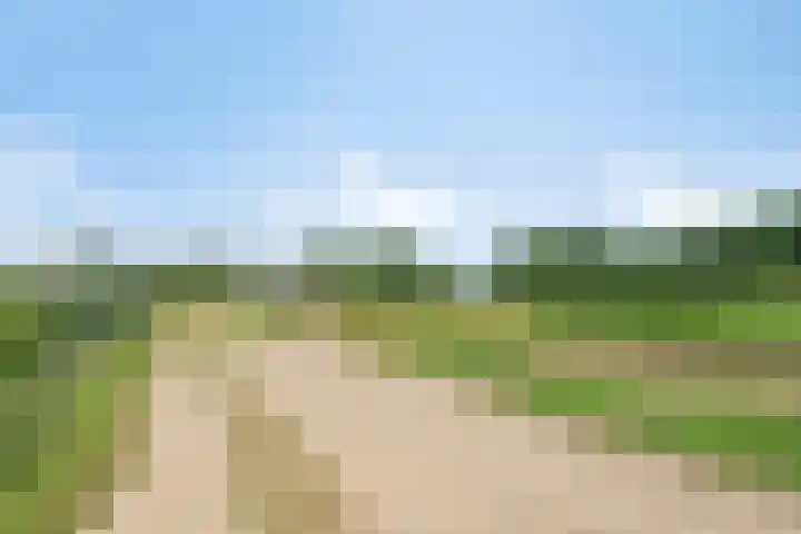 Lorbaan 14 Veulen thumbnail 83