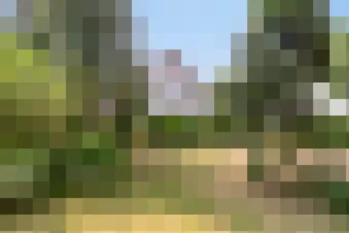 Lorbaan 14 Veulen thumbnail 9
