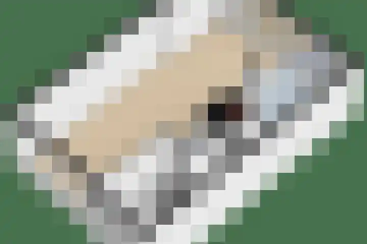 Lorentzweg 21 Lekkerkerk thumbnail 43