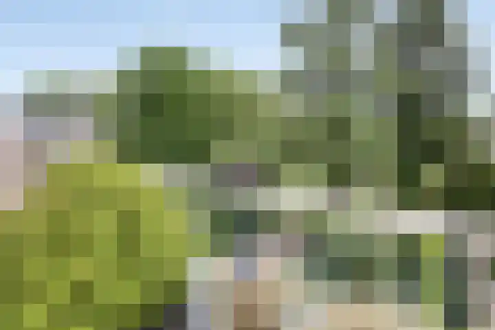 Loseweg 268 Apeldoorn thumbnail 30