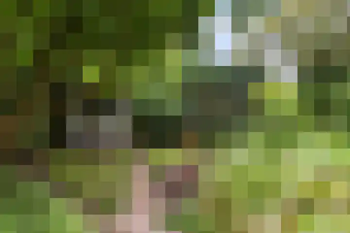 Loseweg 8 Apeldoorn thumbnail 26