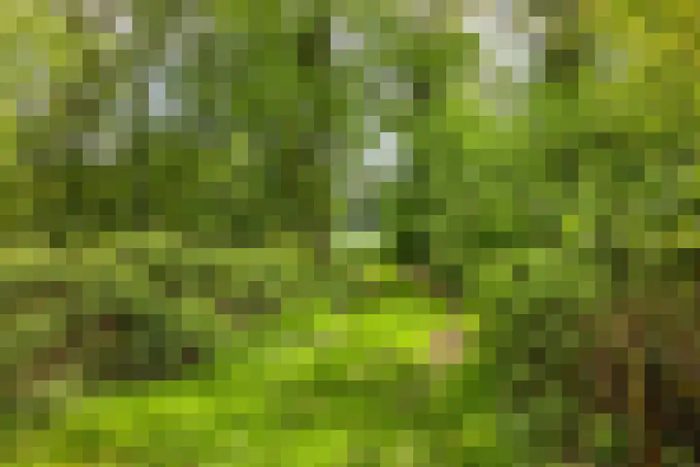 Lossersedijk 3 de Lutte thumbnail 69